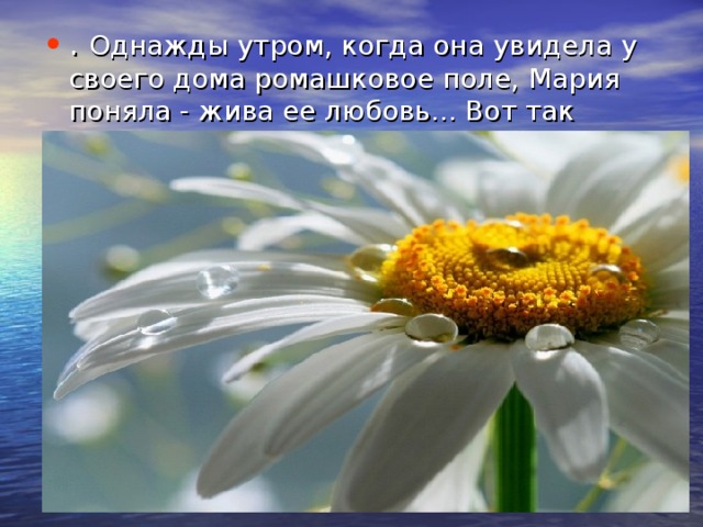 . Однажды утром, когда она увидела у своего дома ромашковое поле, Мария поняла - жива ее любовь... Вот так появились ромашки. 