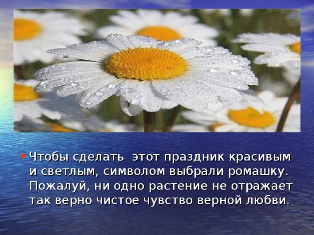 . Чтобы сделать этот праздник красивым и светлым, символом выбрали ромашку. Пожалуй, ни одно растение не отражает так верно чистое чувство верной любви. 