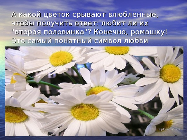 А какой цветок срывают влюбленные, чтобы получить ответ: любит ли их 