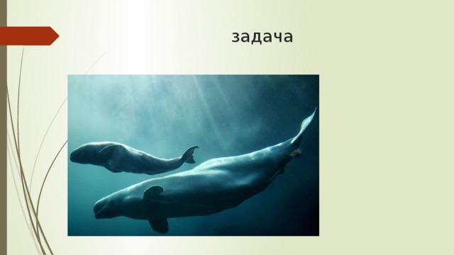 задача 