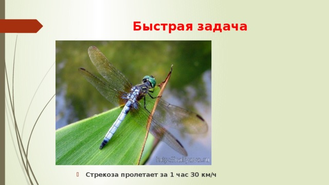 Быстрая задача Стрекоза пролетает за 1 час 30 км/ч 