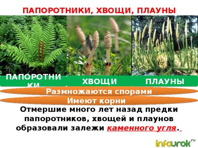 Презентация по биологии 6 класс плауны хвощи папоротники