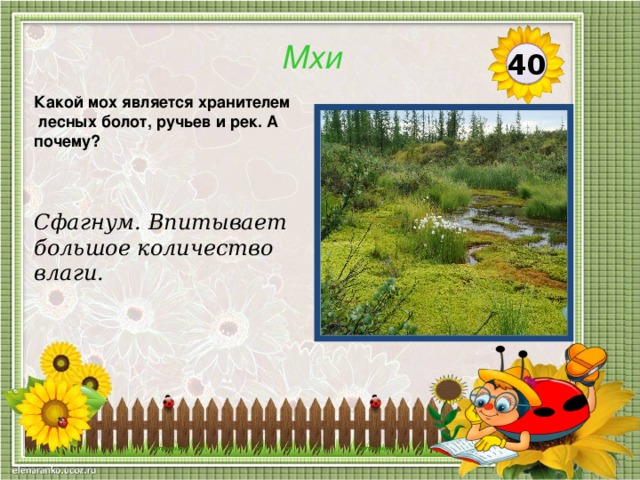 Мхи 40 Какой мох является хранителем лесных болот, ручьев и рек. А почему? Сфагнум. Впитывает большое количество влаги.  