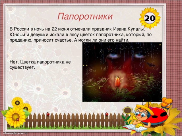 Папоротники 20 В России в ночь на 22 июня отмечали праздник Ивана Купалы. Юноши и девушки искали в лесу цветок папоротника, который, по преданию, приносит счастье. А могли ли они его найти. Нет. Цветка папоротника не существует.  