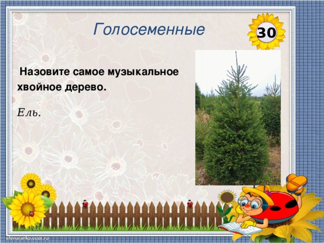 Голосеменные 30  Назовите самое музыкальное хвойное дерево. Ель.  