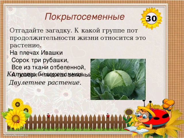 Покрытосеменные 30 Отгадайте загадку. К какой группе пот продолжительности жизни относится это растение. На плечах Ивашки  Сорок три рубашки,  Все из ткани отбеленной,  А поверх – пиджак зеленый. Капуста белокочанная.  Двулетнее растение.  