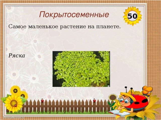 Покрытосеменные 50 Самое маленькое растение на планете. Ряска  