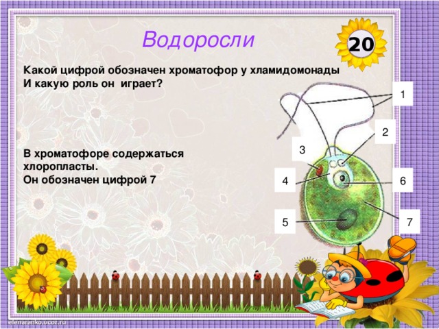 Хроматофор водоросли обозначен на рисунке буквой ответы