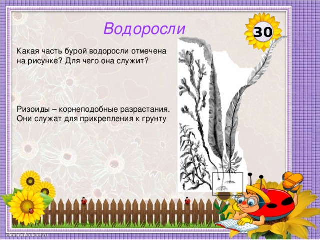 Водоросли 30 Какая часть бурой водоросли отмечена на рисунке? Для чего она служит? Ризоиды – корнеподобные разрастания. Они служат для прикрепления к грунту  