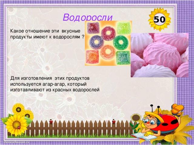 Водоросли 50 Какое отношение эти вкусные продукты имеют к водорослям ? Для изготовления этих продуктов используется агар-агар, который изготавливают из красных водорослей  