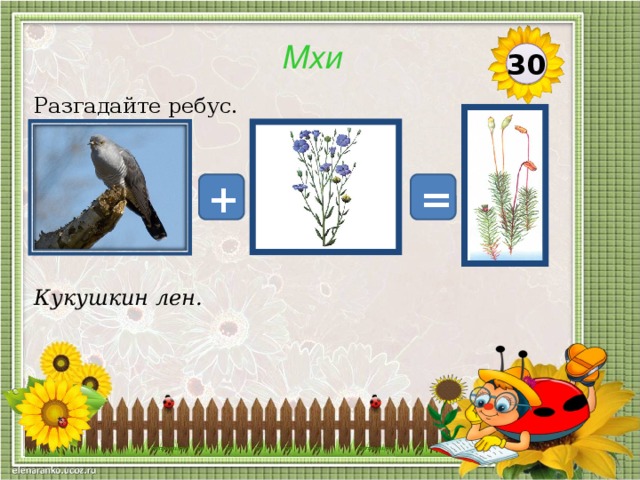 Мхи 30 Разгадайте ребус. + = Кукушкин лен.  