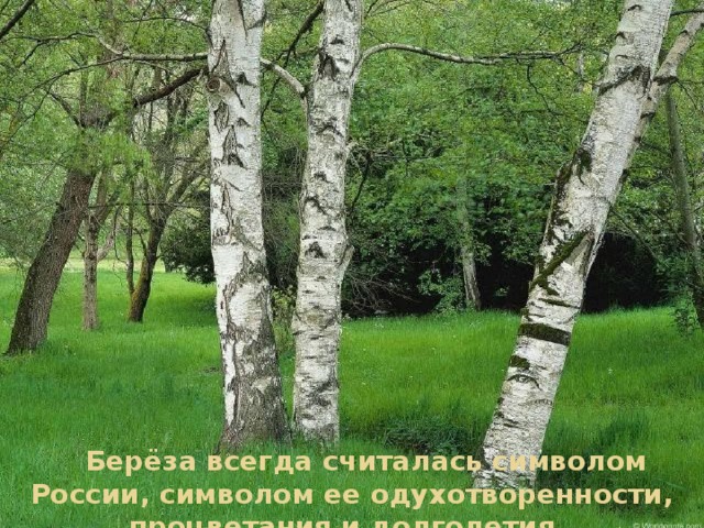  Берёза всегда считалась символом России, символом ее одухотворенности, процветания и долголетия. 