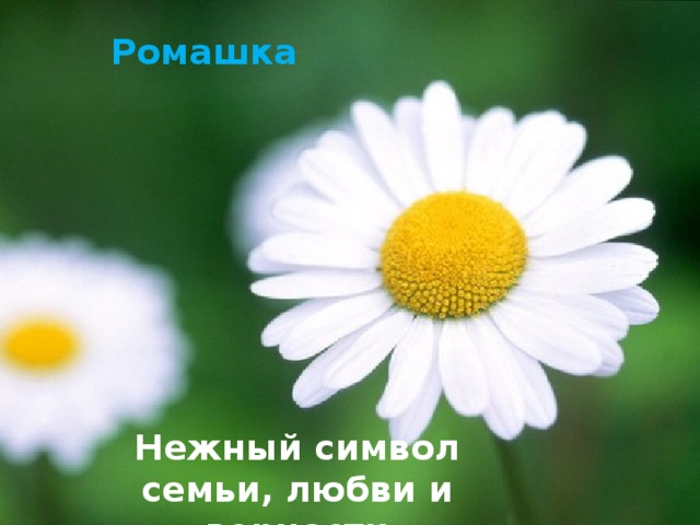 Ромашка Нежный символ семьи, любви и верности 