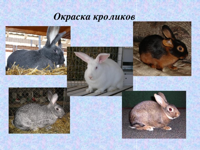 Проект о кролике