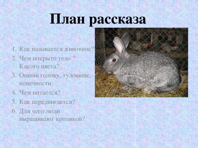 План сообщения о домашнем животном