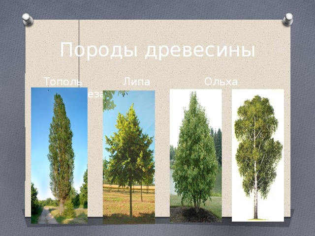 Породы древесины Тополь Липа Ольха Берёза 