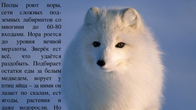 Песцы роют норы, сети сложных под-земных лабиринтов со многими до 60-80 входами. Нора роется до уровня вечной мерзлоты. Зверёк ест всё, что удаётся раздобыть. Подбирает остатки еды за белым медведем, ворует у птиц яйца – за ними он лазает по скалам, ест ягоды, растения и даже водоросли. Но главная его пища – лемминги. 