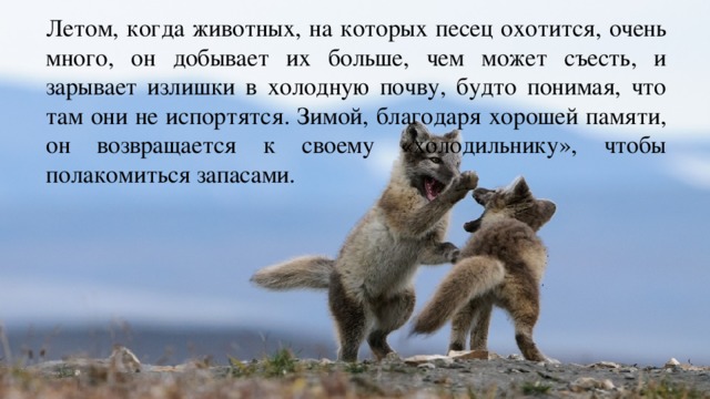 Летом, когда животных, на которых песец охотится, очень много, он добывает их больше, чем может съесть, и зарывает излишки в холодную почву, будто понимая, что там они не испортятся. Зимой, благодаря хорошей памяти, он возвращается к своему «холодильнику», чтобы полакомиться запасами. 