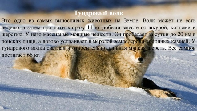  Тундровый волк Это одно из самых выносливых животных на Земле. Волк может не есть неделю, а затем проглотить сразу 14 кг добычи вместе со шкурой, когтями и шерстью. У него массивные мощные челюсти. Он пробегает за сутки до 20 км в поисках пищи, а логово устраивает в мёрзлой земле, среди холодных камней. У тундрового волка светлая и относительно длинная мягкая шерсть. Вес самцов достигает 66 кг. 
