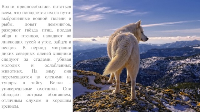 Волки приспособились питаться всем, что попадается им на пути: выброшенные волной тюлени и рыбы, ловят леммингов, разоряют гнёзда птиц, поедая яйца и птенцов, нападают на линяющих гусей и уток, зайцев и песцов. В период миграции диких северных оленей хищники следуют за стадами, убивая молодых и ослабленных животных. На зиму они перемещаются за оленями из тундры в тайгу. Волки – универсальные охотники. Они обладают острым обонянием, отличным слухом и хорошим зрением. 