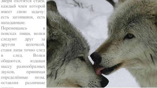 Звери охотятся стаей, каждый член которой имеет свою задачу: есть загонщики, есть нападающие. Перемещаясь в поисках пищи, волки следуют друг за другом цепочкой, ставя лапы точно след в след. Волки общаются, издавая массу разнообразных звуков, принимая определённые позы, оставляя различные запахи. 