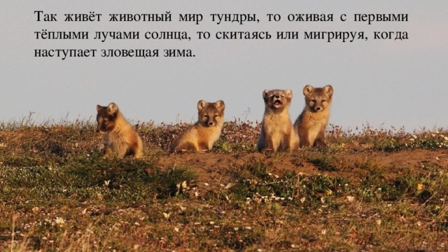 Так живёт животный мир тундры, то оживая с первыми тёплыми лучами солнца, то скитаясь или мигрируя, когда наступает зловещая зима. 