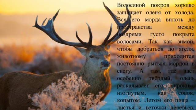 Волосяной покров хорошо защищает оленя от холода. Вся его морда вплоть до пространства между ноздрями густо покрыта волосами. Так как зимой, чтобы добраться до ягеля, животному приходится постоянно рыться мордой в снегу. А там, где наст особенно твёрдый, олень раскалывает его широким, изогнутым, как совок, копытом. Летом его пища – листья и веточки деревьев, кустарников, ягоды, грибы, яйца птиц, гнездящихся на земле, и даже лемминги. 
