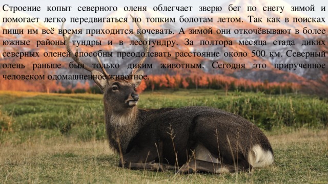 Строение копыт северного оленя облегчает зверю бег по снегу зимой и помогает легко передвигаться по топким болотам летом. Так как в поисках пищи им всё время приходится кочевать. А зимой они откочёвывают в более южные районы тундры и в лесотундру. За полтора месяца стада диких северных оленей способны преодолевать расстояние около 500 км. Северный олень раньше был только диким животным. Сегодня это прирученное человеком одомашненное животное. 