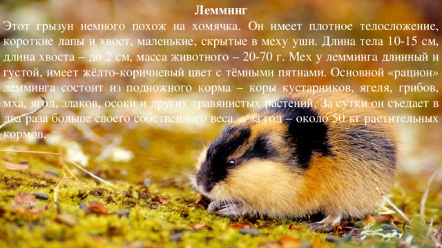 Лемминг Этот грызун немного похож на хомячка. Он имеет плотное телосложение, короткие лапы и хвост, маленькие, скрытые в меху уши. Длина тела 10-15 см, длина хвоста – до 2 см, масса животного – 20-70 г. Мех у лемминга длинный и густой, имеет жёлто-коричневый цвет с тёмными пятнами. Основной «рацион» лемминга состоит из подножного корма – коры кустарников, ягеля, грибов, мха, ягод, злаков, осоки и других травянистых растений. За сутки он съедает в два раза больше своего собственного веса, а за год – около 50 кг растительных кормов. 