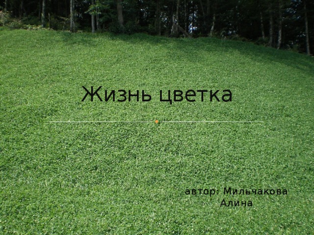 Жизнь цветка автор: Мильчакова Алина  