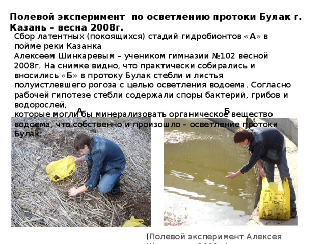 Полевой эксперимент по осветлению протоки Булак г. Казань – весна 2008г. Сбор латентных (покоящихся) стадий гидробионтов « А » в пойме реки Казанка Алексеем Шинкаревым – учеником гимназии №102 весной 2008г. На снимке видно, что практически собирались и вносились « Б » в протоку Булак стебли и листья полуистлевшего рогоза с целью осветления водоема. Согласно рабочей гипотезе стебли содержали споры бактерий, грибов и водорослей, которые могли бы минерализовать органическое вещество водоема, что собственно и произошло – осветление протоки Булак. А Б ( Полевой эксперимент Алексея Шинкарева 2008г .) 