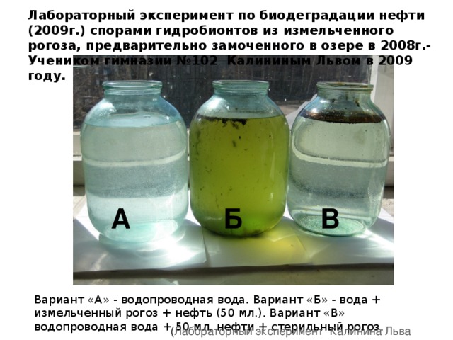    Лабораторный эксперимент по биодеградации нефти (2009г.) спорами гидробионтов из измельченного рогоза, предварительно замоченного в озере в 2008г.- Учеником гимназии №102 Калининым Львом в 2009 году.     А Б В  В Б  А  Вода + нефть  + споры  Вода + споры Вода + нефть Вариант «А» - водопроводная вода. Вариант «Б» - вода + измельченный рогоз + нефть (50 мл.). Вариант «В» водопроводная вода + 50 мл. нефти + стерильный рогоз.  ( Лабораторный эксперимент Калинина Льва 2009г .) 