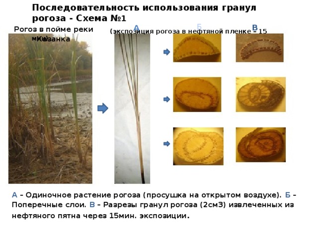 Последовательность использования гранул рогоза - Схема № 1  (экспозиция рогоза в нефтяной пленке – 15 мин) Б В А Рогоз в пойме реки Казанка А – Одиночное растение рогоза (просушка на открытом воздухе). Б – Поперечные слои. В – Разрезы гранул рогоза (2см3) извлеченных из нефтяного пятна через 15мин. экспозиции .  