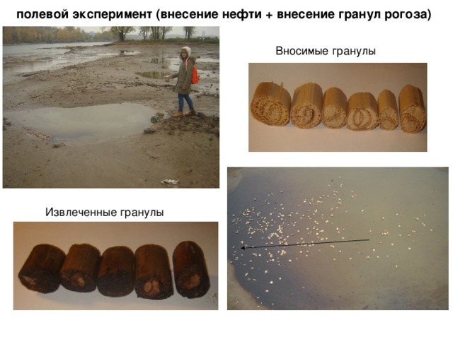  полевой эксперимент (внесение нефти + внесение гранул рогоза)  Вносимые гранулы Извлеченные гранулы 