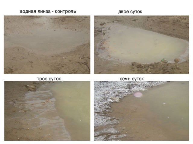  двое суток  водная линза - контроль  трое суток  семь суток 