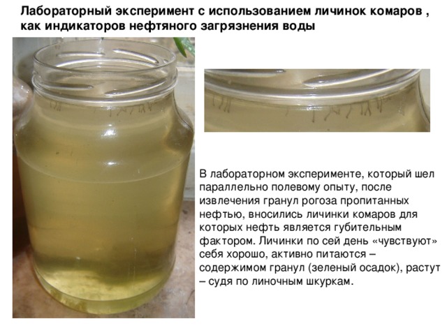 Лабораторный эксперимент с использованием личинок комаров , как индикаторов нефтяного загрязнения воды В лабораторном эксперименте, который шел параллельно полевому опыту, после извлечения гранул рогоза пропитанных нефтью, вносились личинки комаров для которых нефть является губительным фактором. Личинки по сей день «чувствуют» себя хорошо, активно питаются – содержимом гранул (зеленый осадок), растут – судя по линочным шкуркам. 