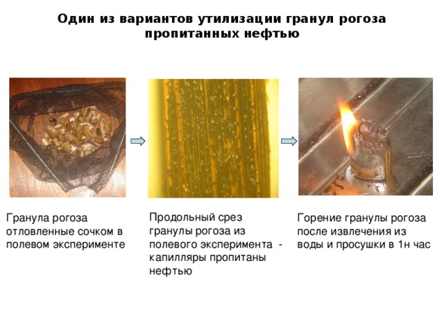 Один из вариантов утилизации гранул рогоза пропитанных нефтью Продольный срез гранулы рогоза из полевого эксперимента - капилляры пропитаны нефтью Горение гранулы рогоза после извлечения из воды и просушки в 1н час Гранула рогоза отловленные сочком в полевом эксперименте 