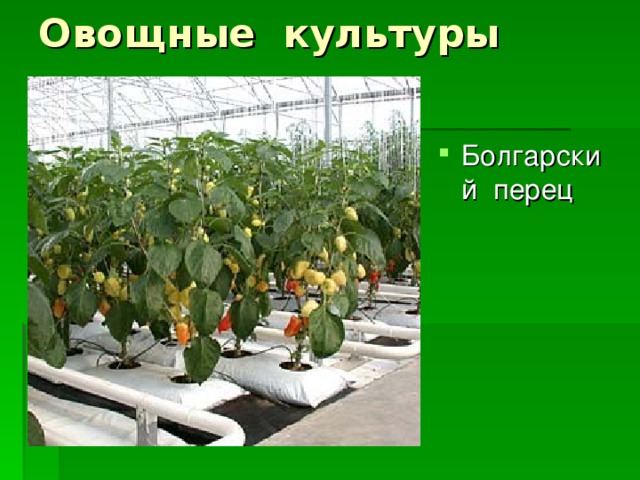 Культурное растение пришедшее к нам из дальних стран Фитостудия-63.ру