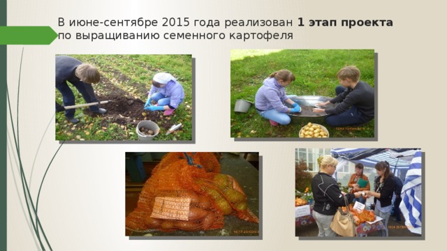 В июне-сентябре 2015 года реализован 1 этап проекта по выращиванию семенного картофеля