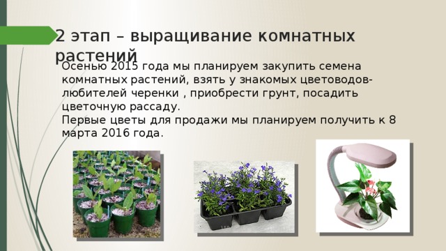 2 этап – выращивание комнатных растений Осенью 2015 года мы планируем закупить семена комнатных растений, взять у знакомых цветоводов-любителей черенки , приобрести грунт, посадить цветочную рассаду. Первые цветы для продажи мы планируем получить к 8 марта 2016 года.
