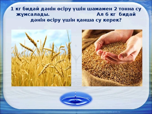 1 кг бидай дәнін өсіру үшін шамамен 2 тонна су жұмсалады. Ал 6 кг бидай дәнін өсіру үшін қанша су керек?  