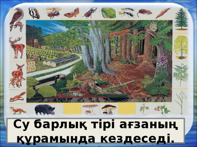 Су барлық тірі ағзаның құрамында кездеседі. 