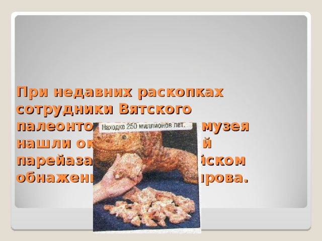 При недавних раскопках сотрудники Вятского палеонтологического музея нашли около 50 костей парейазавра на Филейском обнажении города Кирова. 