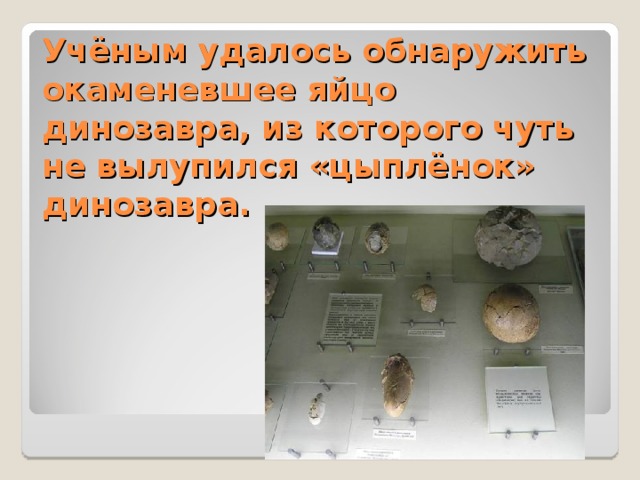 Учёным удалось обнаружить окаменевшее яйцо динозавра, из которого чуть не вылупился «цыплёнок» динозавра. 