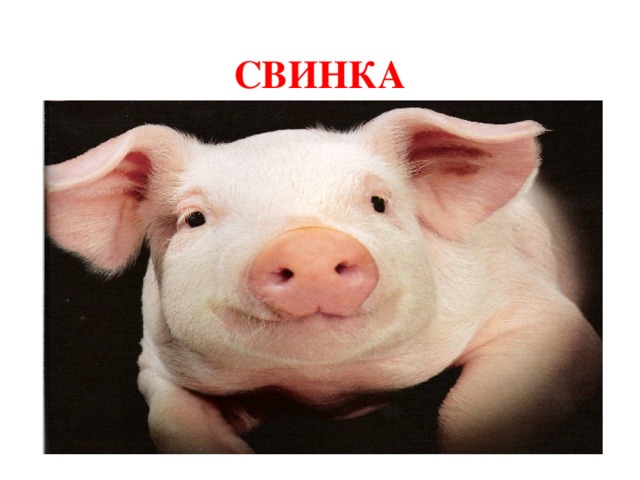 СВИНКА 