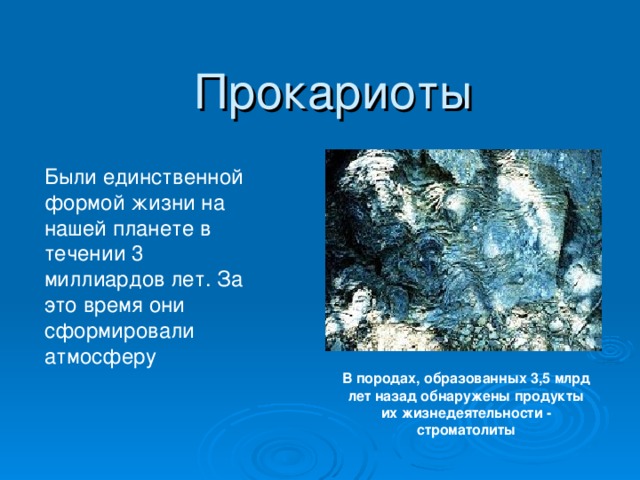 Прокариоты Были единственной формой жизни на нашей планете в течении 3 миллиардов лет. За это время они сформировали атмосферу В породах, образованных 3,5 млрд лет назад обнаружены продукты их жизнедеятельности - строматолиты 