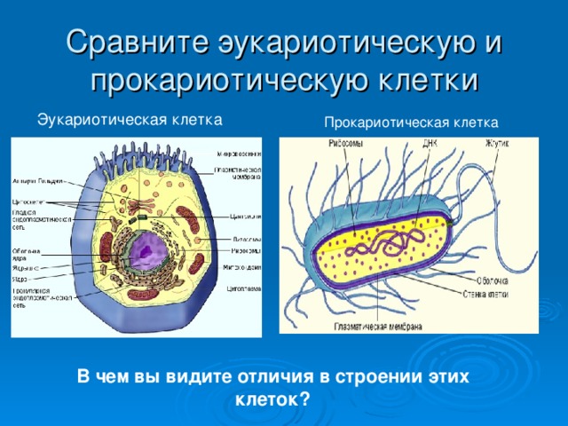 Сравните эукариотическую и прокариотическую клетки Эукариотическая клетка Прокариотическая клетка В чем вы видите отличия в строении этих клеток? 