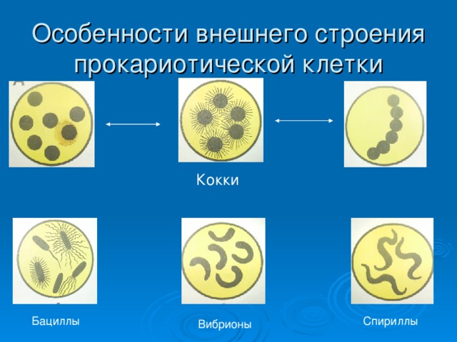 Особенности внешнего строения прокариотической клетки Кокки Бациллы Спириллы Вибрионы 