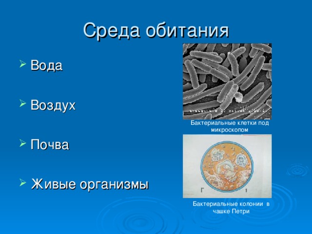 Среда обитания бактерий паразитов