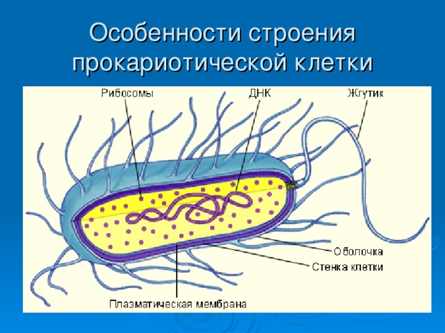 Особенности строения прокариотической клетки 